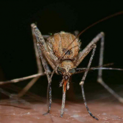 Mosquitoes