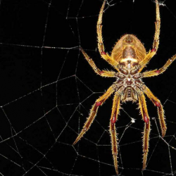 Spiders