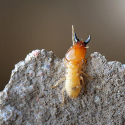 Termites Protection 