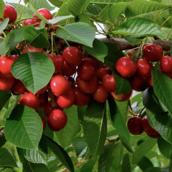 Fruits