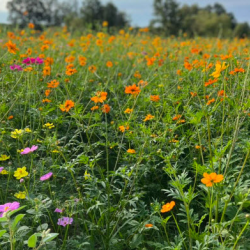 Locally Grown Cut Flowers