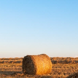 Agricultural Loans