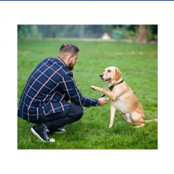 Trained Service Dogs