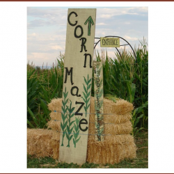 Corn Maze