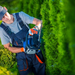 Hedge Trimming