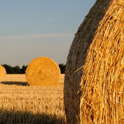 Farm and Crop Insurance
