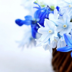 Send Flowers