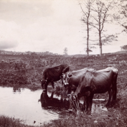 The Vernacular Bestiary