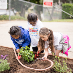 Native Butterfly Gardens