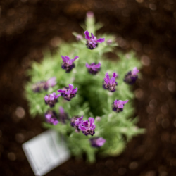 Adult Greening Skills