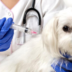 Vaccines and Preventive Medicine