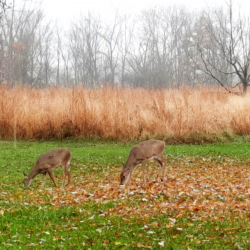 Dallas Lake Park