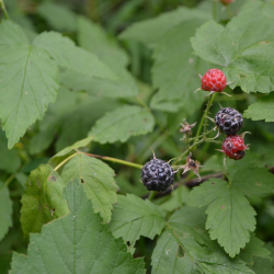 Berry Picking