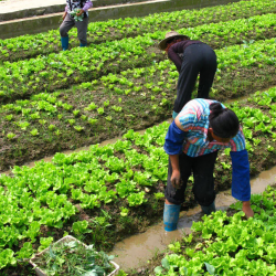 Agricultural Workers & Immigrant Rights