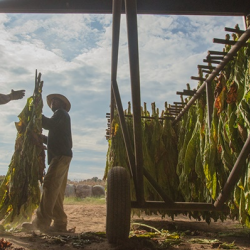 Reduce the Harm of Tobacco Products