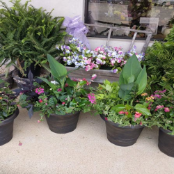 Pots & Hanging Baskets