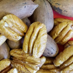 Pecan Recipes