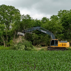 Tree Removal