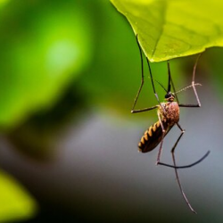 Mosquito Prevention