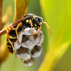 Specifically Targeted Pest Management