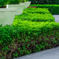 Commercial Landscaping