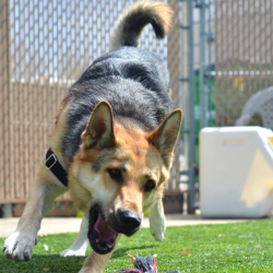 Behavior and Training Program