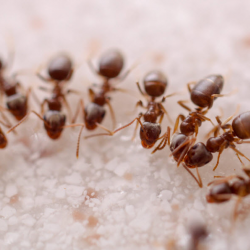 Pest Control Services for Homes and Businesses