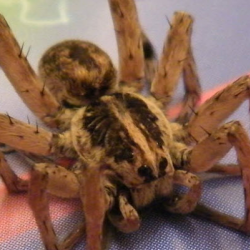 Spider Extermination