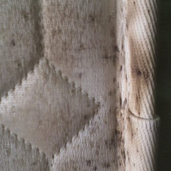 Bed Bug Extermination