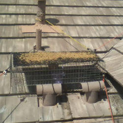 Bird Control Services