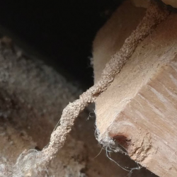 Termite Extermination