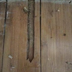 Ant Extermination