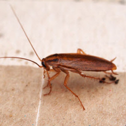 Cockroach Extermination