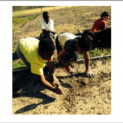 Community Garden