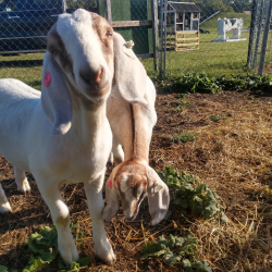 Meet New Farm Friends