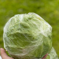 Large Cabbage