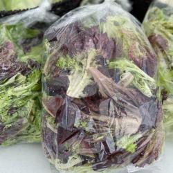 Salanova Salad Mix