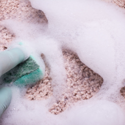  Carpet Shampooing