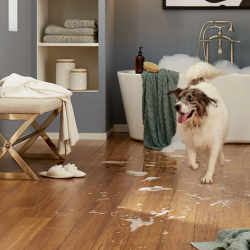 Vinyl & Resilient Flooring