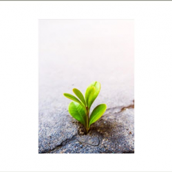 STEAM Educational Garden