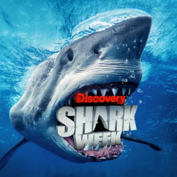 Shark Feeding