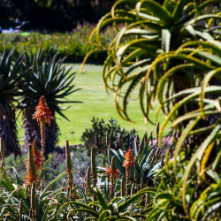 Drought Tolerant Landscaping