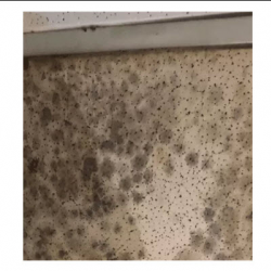 Basement Mold Removal