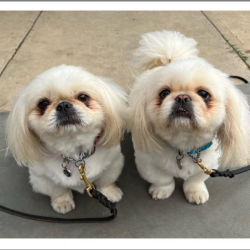 Lt. Sadie’s  Puppy Program