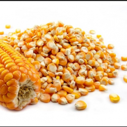 Corn