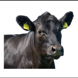 Cattle