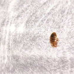 Bedbug Control