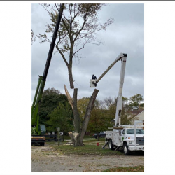 Tree Removal