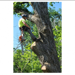 Tree Trimming