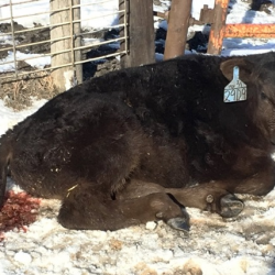 Comprehensive Beef Cattle Production Medicine